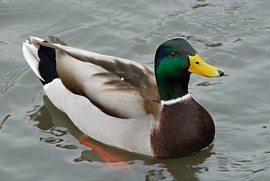 のんびり泳ぐカモ